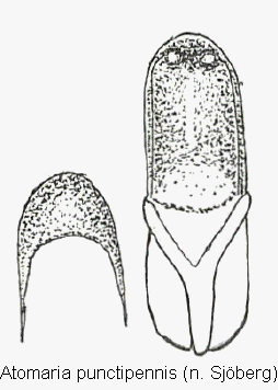atomaria_punctipennis.gif