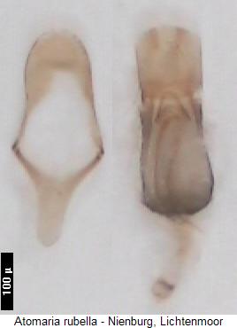 atomaria_rubella.jpg