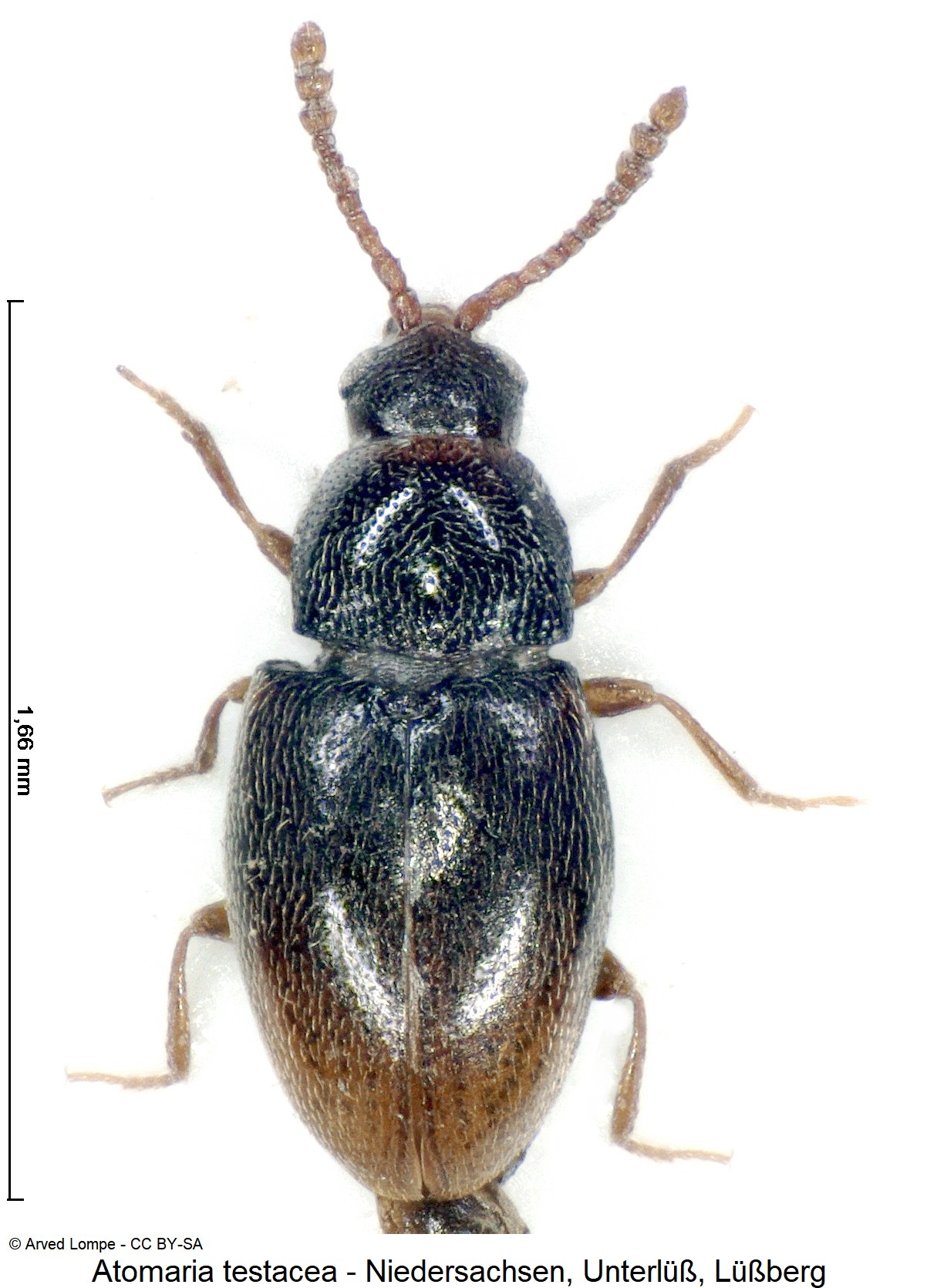 atomaria_testacea_ck30832502_hab.jpg