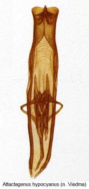 attactagenus_hypocyanus.jpg