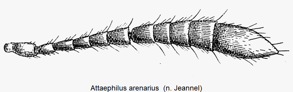 attaephilus_arenarius_f.gif