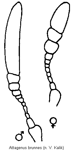 attagenus_brunnes_f.gif