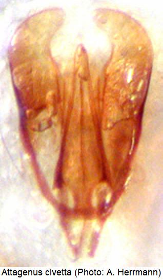 attagenus_civetta.jpg