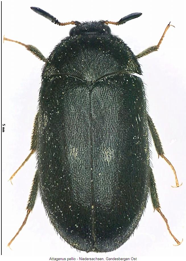 attagenus_pellio_hab.jpg