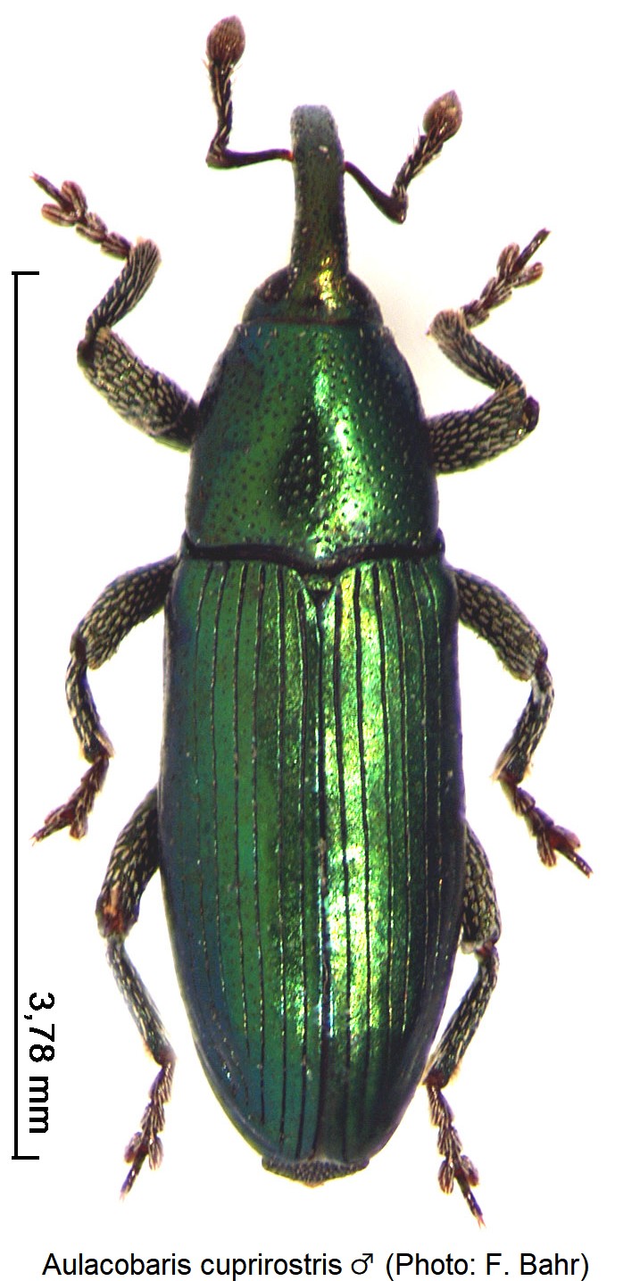 aulacobaris_cuprirostris_m_hab.jpg