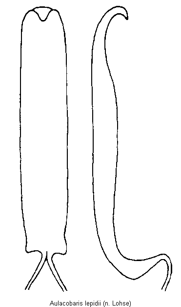 aulacobaris_lepidii.gif