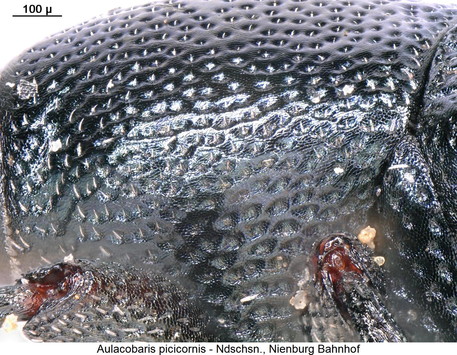 aulacobaris_picicornis_vbr.jpg