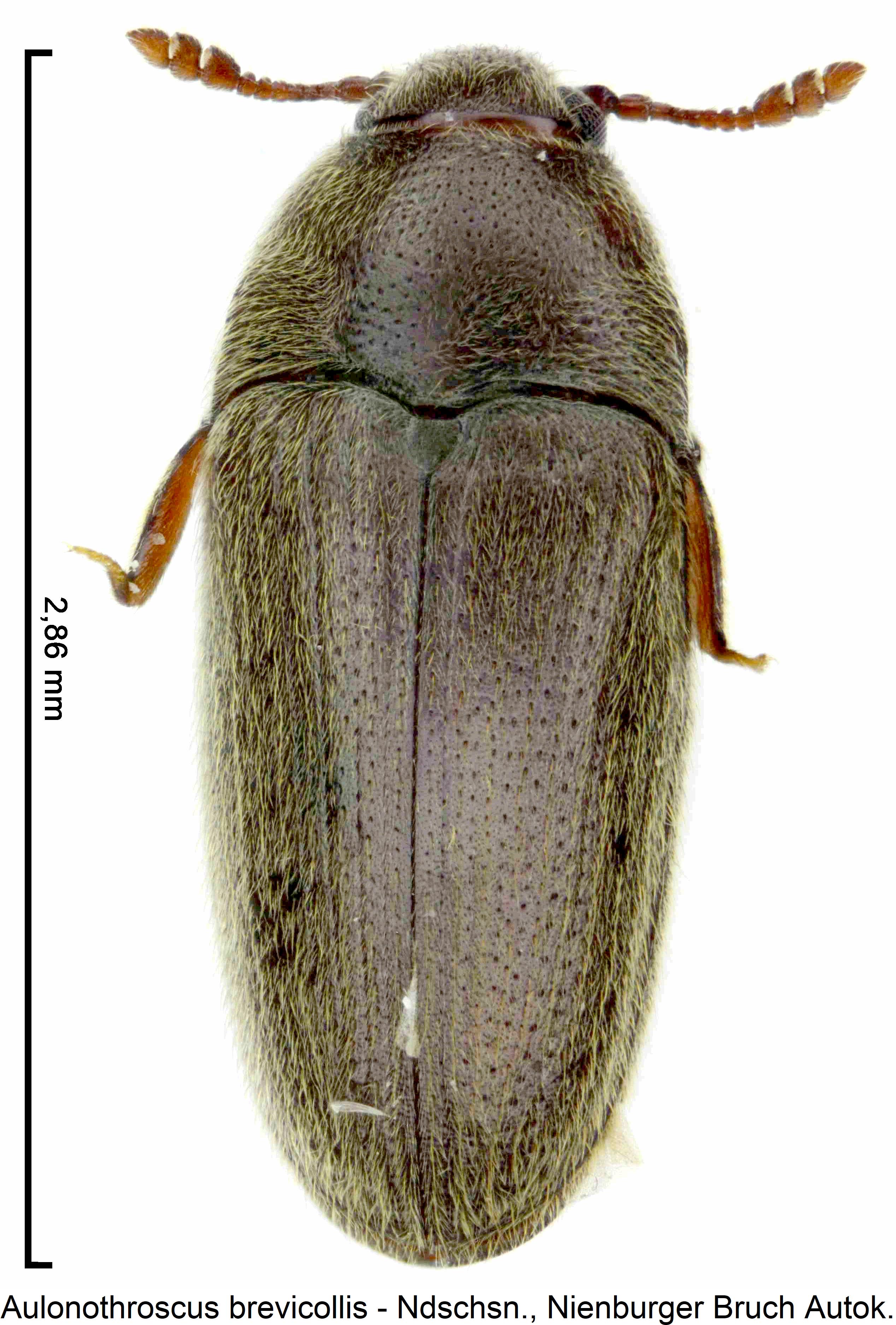 aulonothroscus_brevicollis_hab.jpg