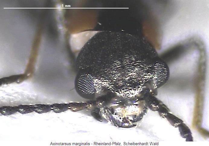 axinotarsus_marginalis_k.jpg