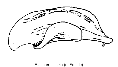 badister_collaris.gif