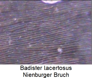 badister_lacertosus.jpg