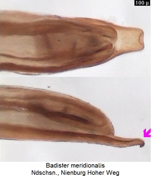 badister_meridionalis.jpg