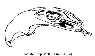 badister_unipustulatus.gif