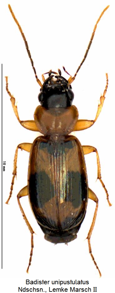 badister_unipustulatus_hab.jpg