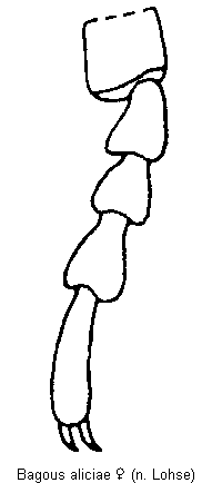 bagous_aliciae_htr.gif
