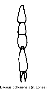 bagous_collignensis_htr.gif