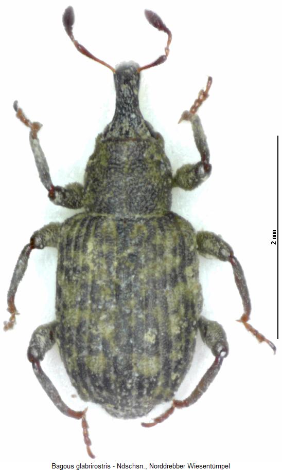 bagous_glabrirostris_hab.jpg