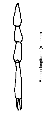 bagous_longitarsis_htr.gif