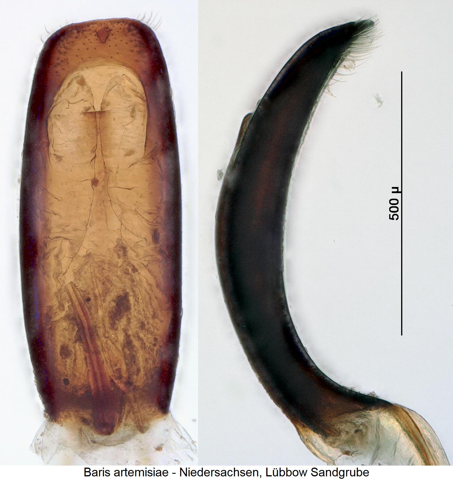 baris_artemisiae1.jpg
