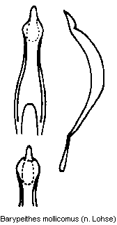 barypeithes_mollicomus.gif