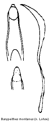 barypeithes_montanus.gif