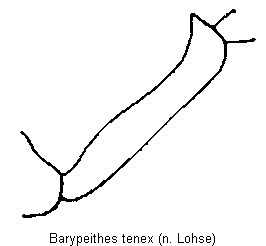 barypeithes_tenex_vschn.gif