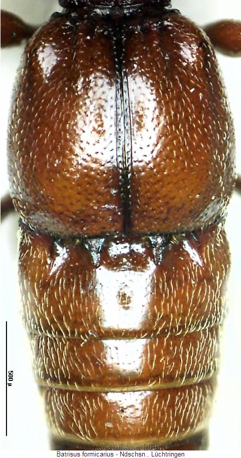 batrisus_formicarius_hlb.jpg