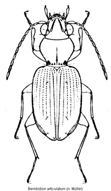 bemb3.jpg