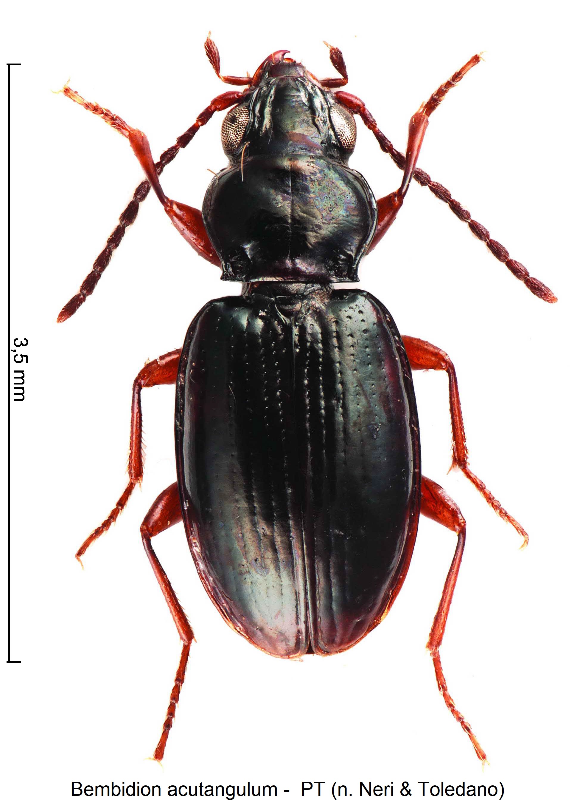 bembidion_acutangulum_hab.jpg
