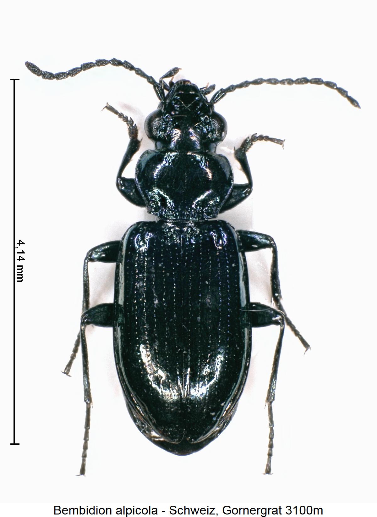bembidion_alpicola_hab.jpg