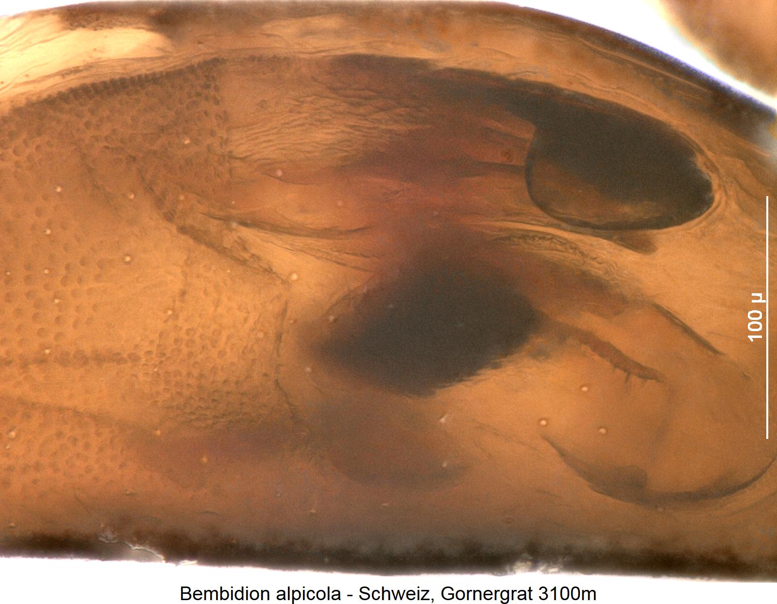 bembidion_alpicola_pc.jpg
