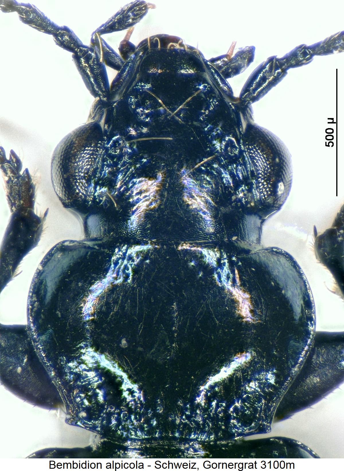 bembidion_alpicola_vk.jpg