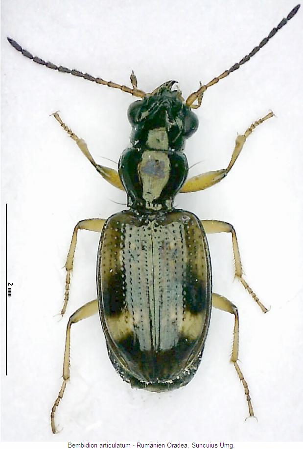 bembidion_articulatum_hab.jpg