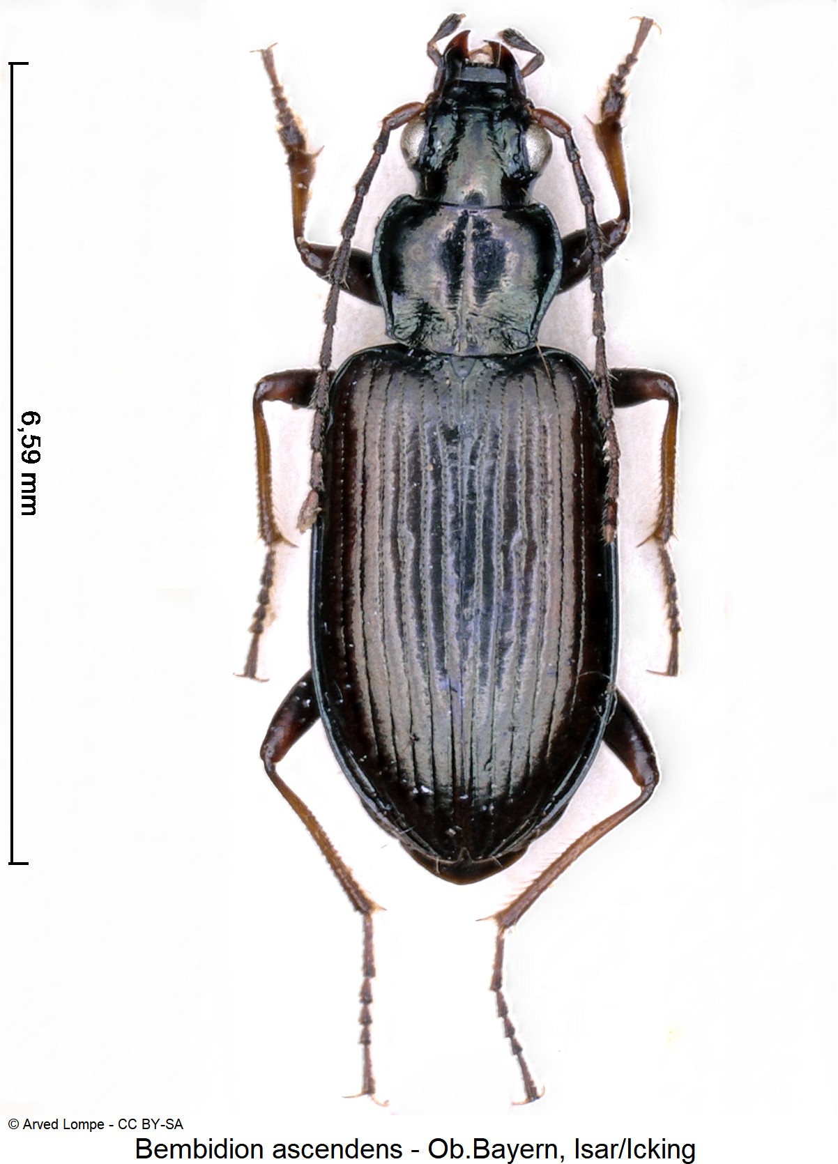 bembidion_ascendens_ck777_hab.jpg