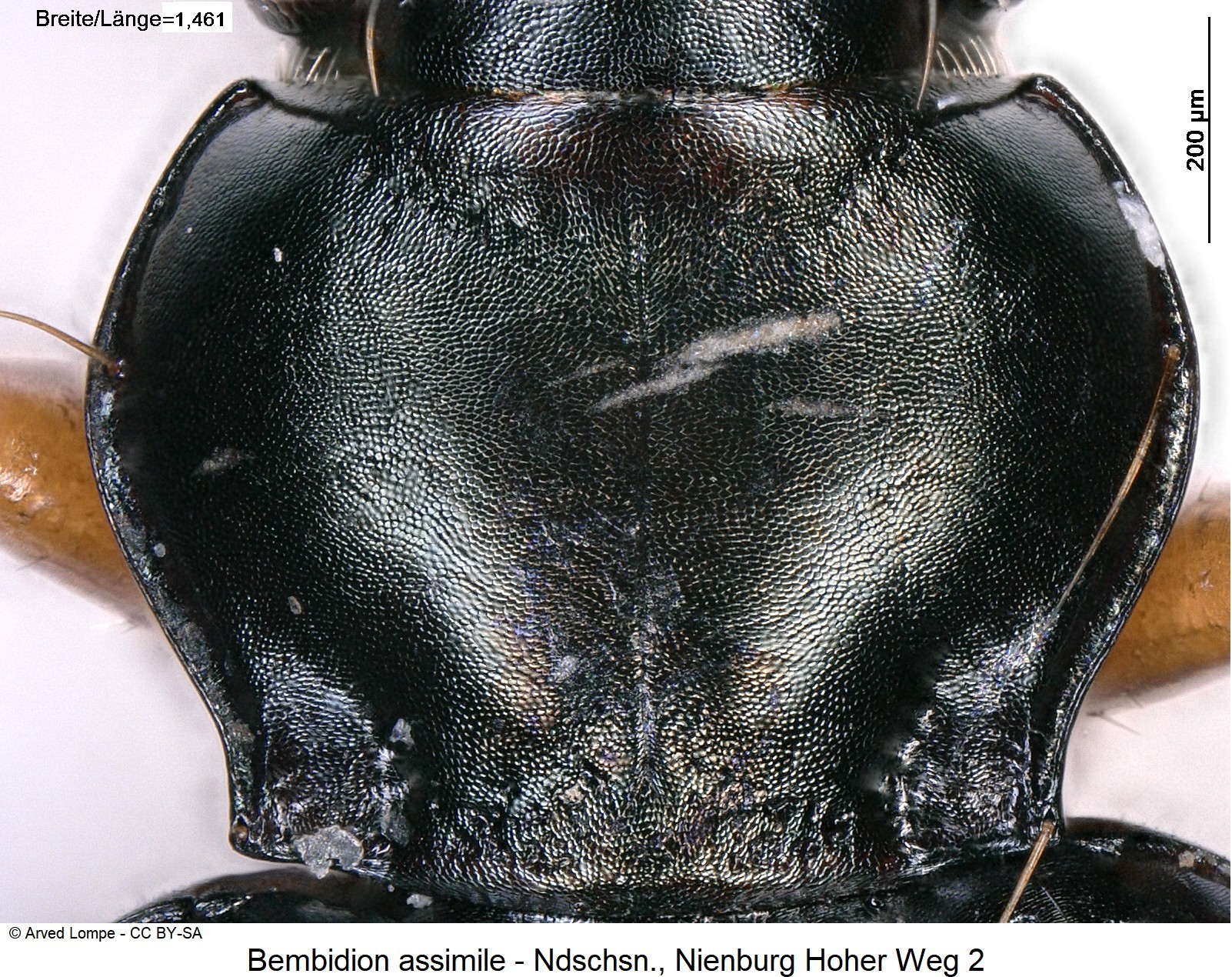 bembidion_assimile_ck22900_hsch.jpg