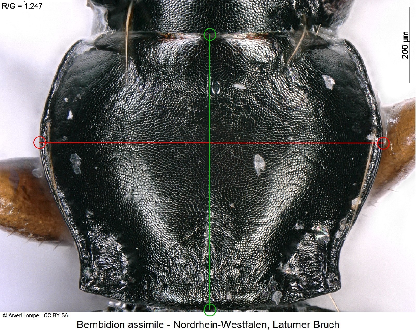 bembidion_assimile_ck36874841_hsch-m.jpg