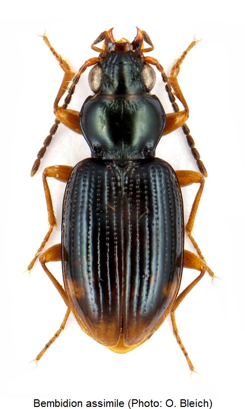 bembidion_assimile_hab-1.jpg