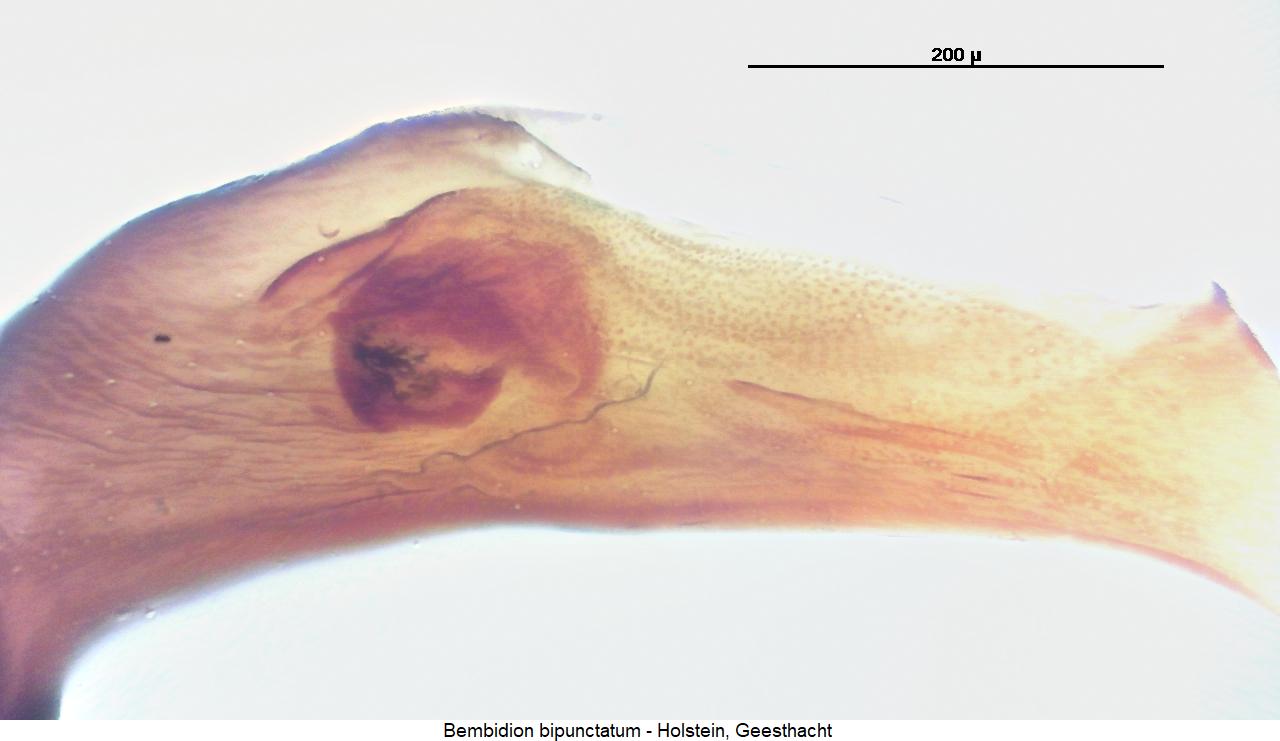 bembidion_bipunctatum4.jpg