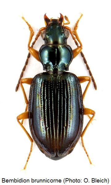 bembidion_brunnicorne_hab.jpg