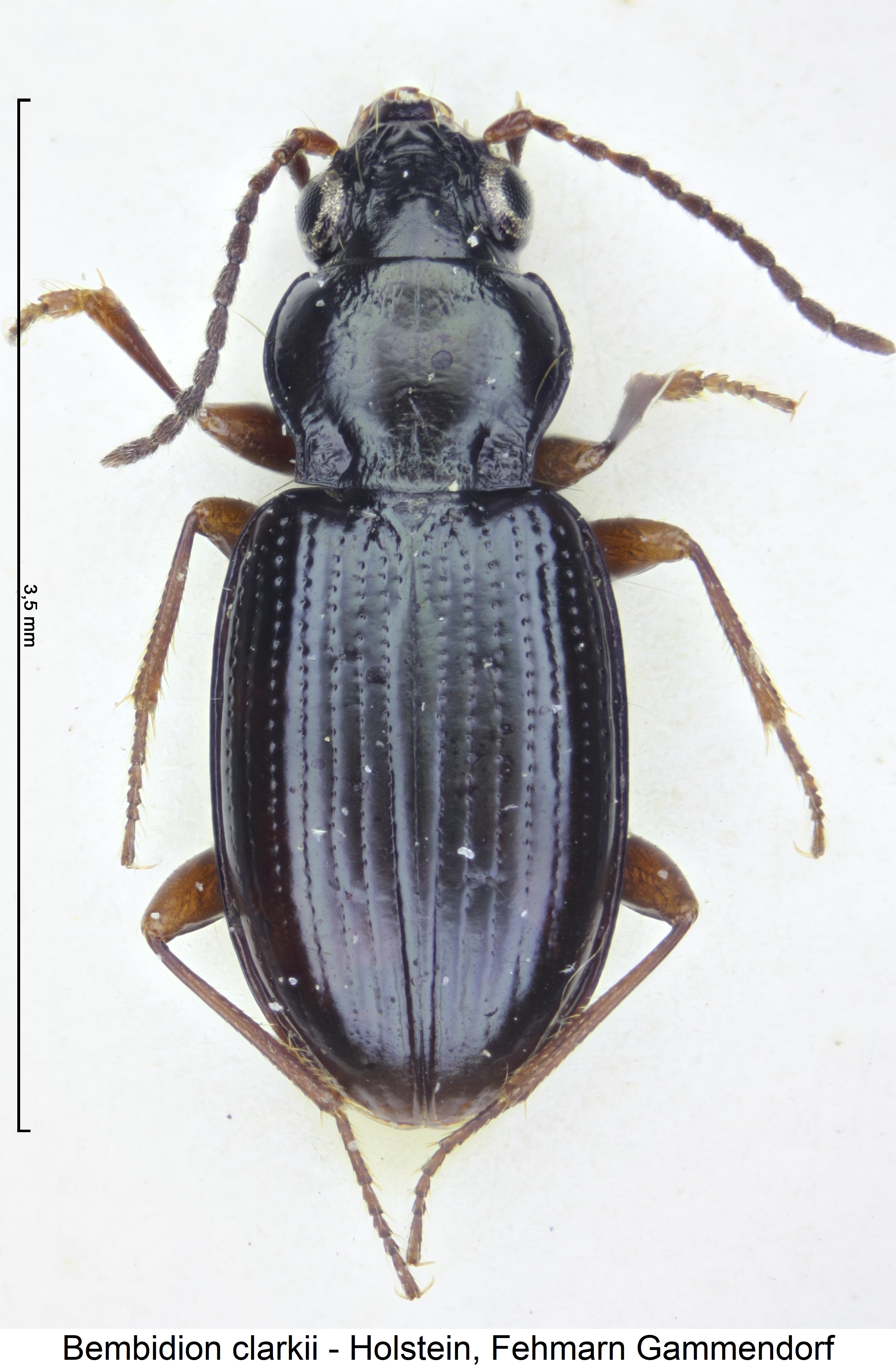 bembidion_clarkii_hab.jpg