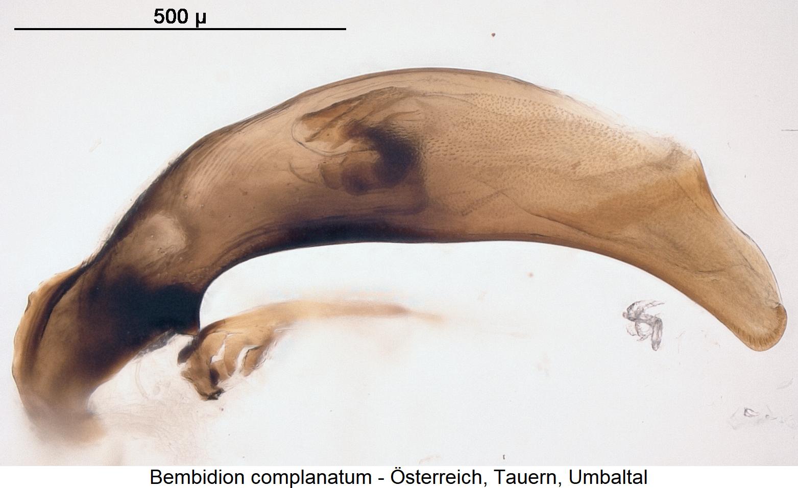 bembidion_complanatum.jpg