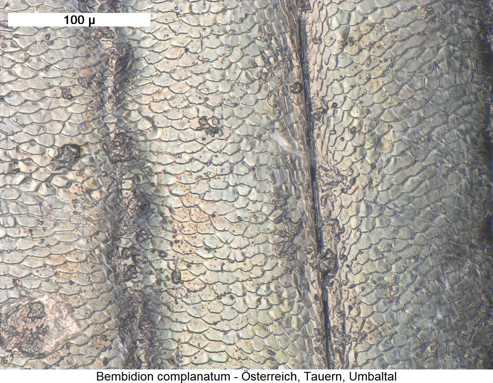 bembidion_complanatum_ms.jpg