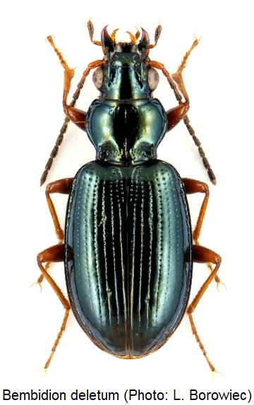 bembidion_deletum_hab.jpg