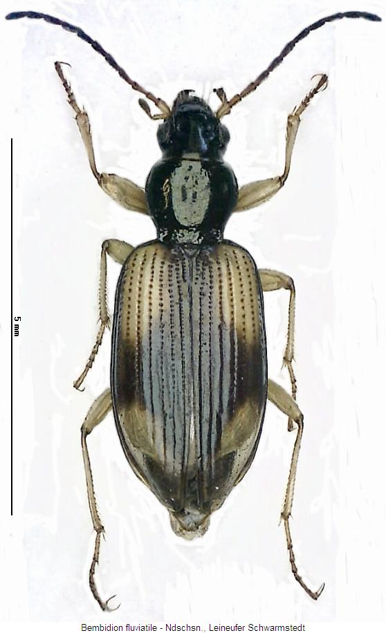 bembidion_fluviatile_hab.jpg
