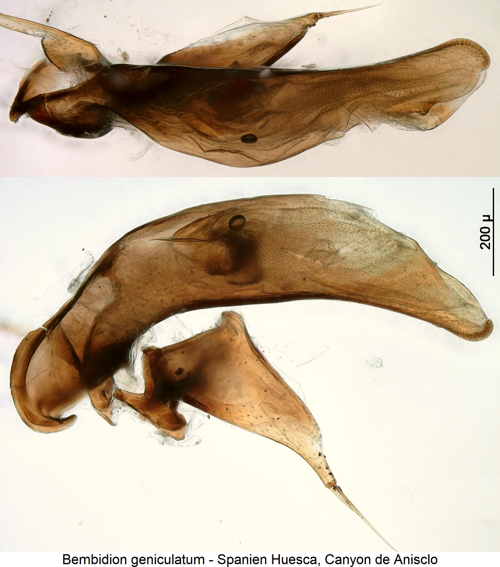 bembidion_geniculatum3.jpg