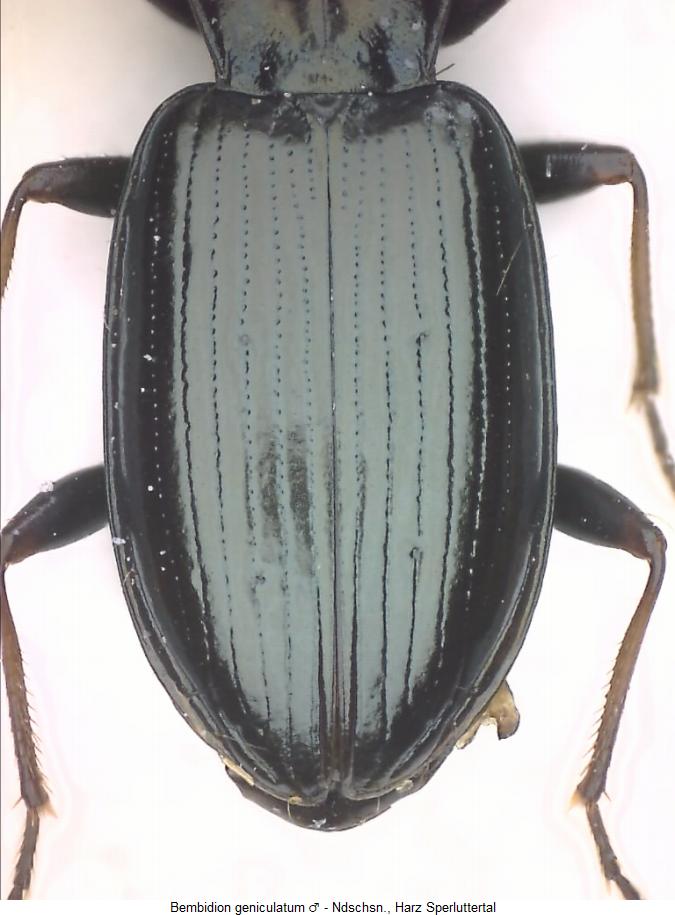 bembidion_geniculatum_fld.jpg