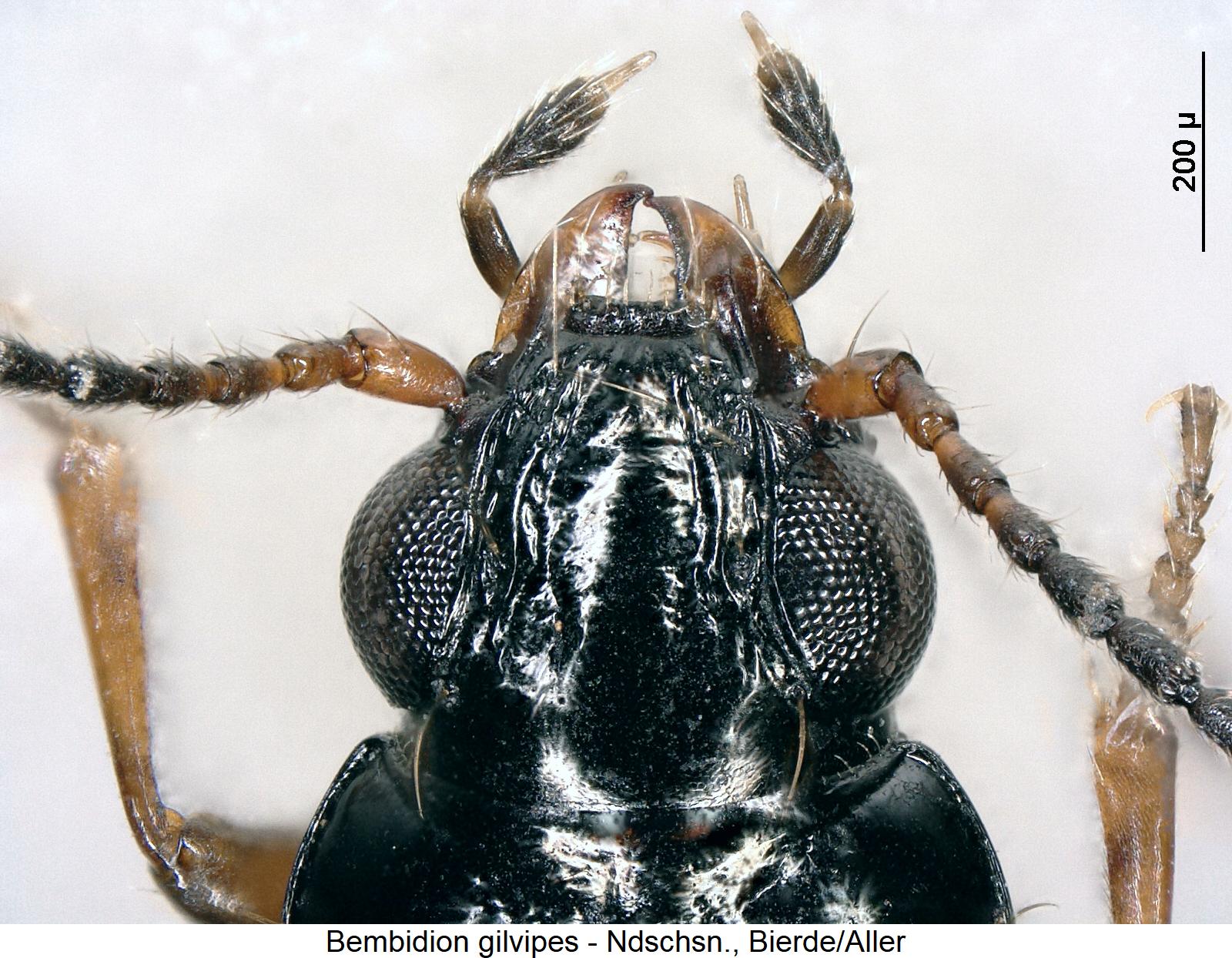 bembidion_gilvipes_k.jpg