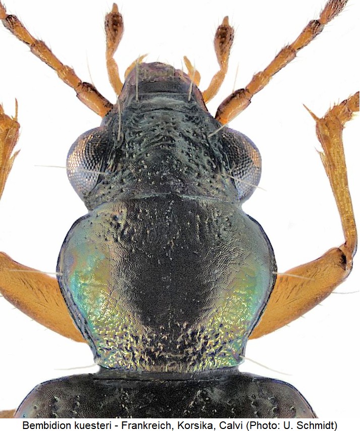 bembidion_kuesteri_vk.jpg