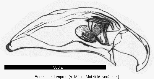 bembidion_lampros.gif