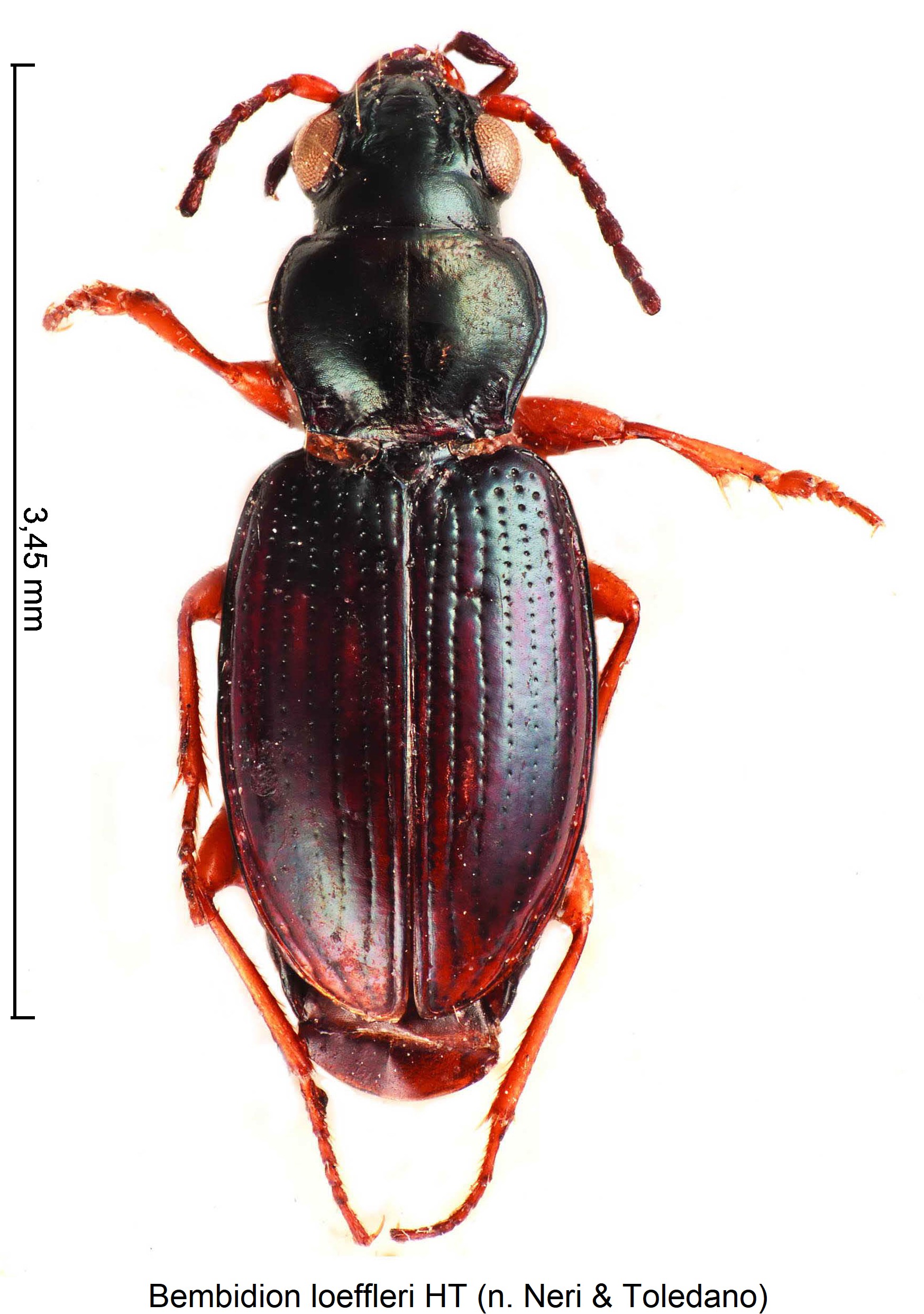 bembidion_loeffleri_hab.jpg